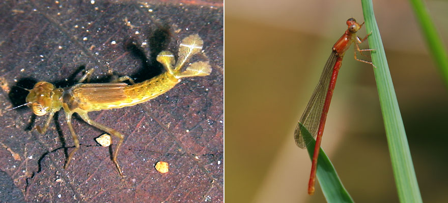 ベニイトトンボの幼虫と羽化直後の個体