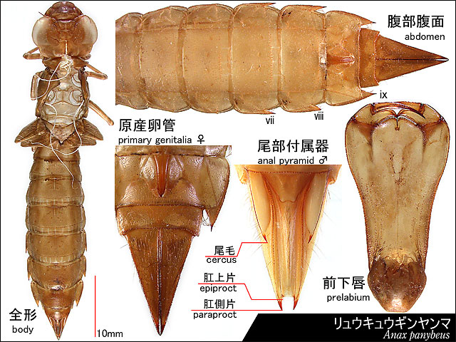 リュウキュウギンヤンマの羽化殻の図