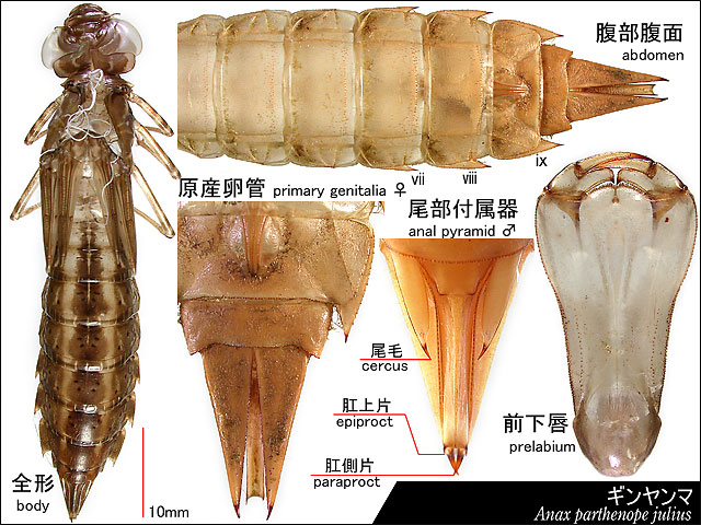 ギンヤンマの羽化殻の図