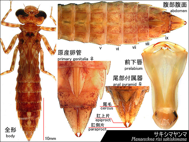 サキシマヤンマの終齢幼虫の図