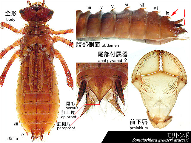 モリトンボの幼虫の図