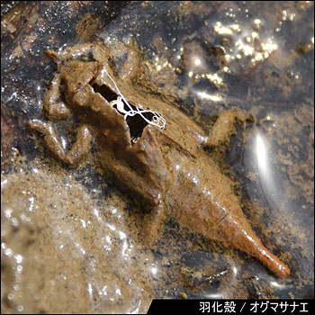 生息環境の写真