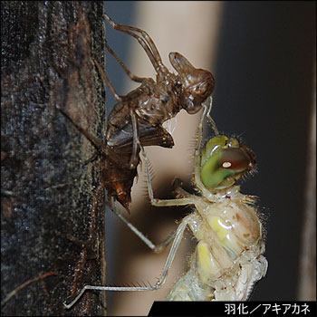 生息環境の写真