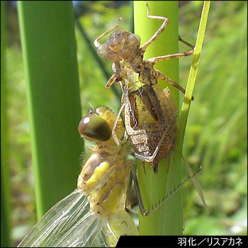 生息環境の写真