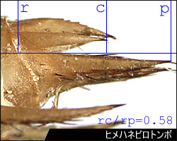 尾毛と肛側片の長さの比の図
