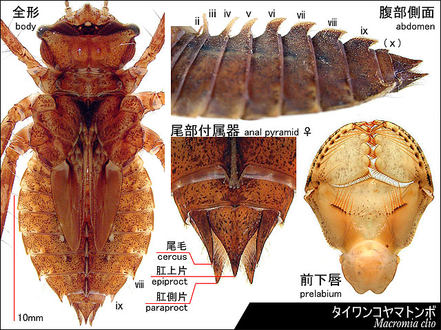 タイワンコヤマトンボの羽化殻の図