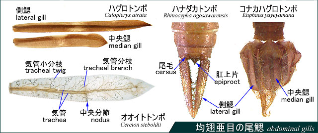 ڂ̔҂̂낢