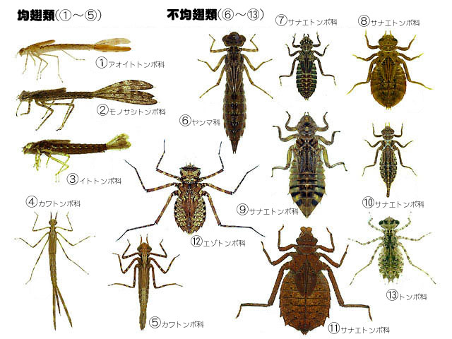 小学校高学年 中学生のページ 幼虫 ヤゴ の生活