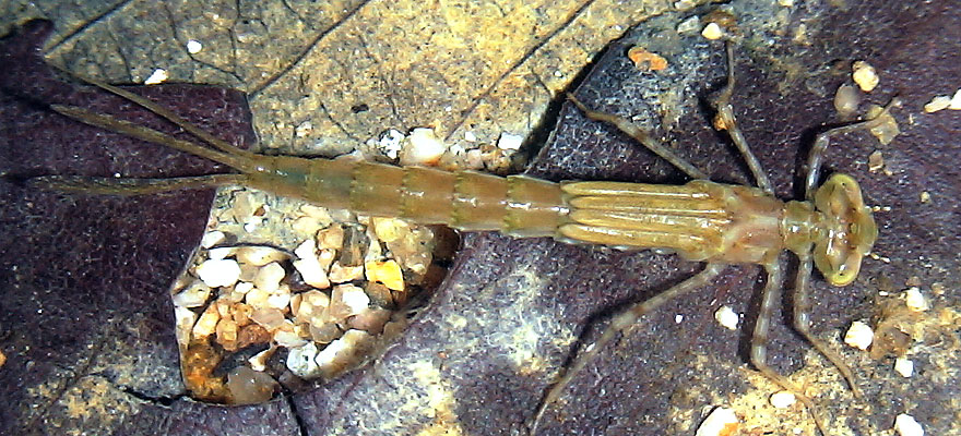 ムスジイトトンボの羽化間近な幼虫