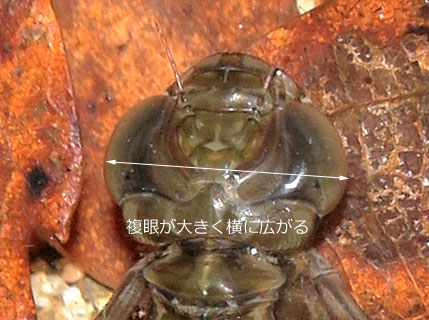 クロスジギンヤンマのはいきょく