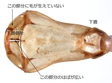 ヤブヤンマのはいきょく