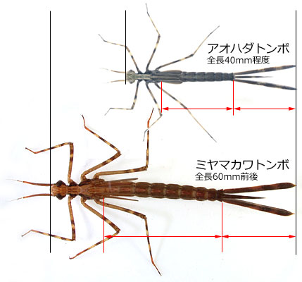 神戸のトンボ 兵庫県の幼虫ガイド アオハダトンボ