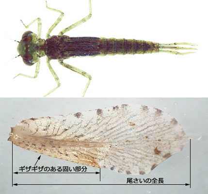ベニイトトンボの背面図と尾さい