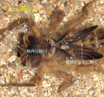 オニヤンマのちいさなようちゅう