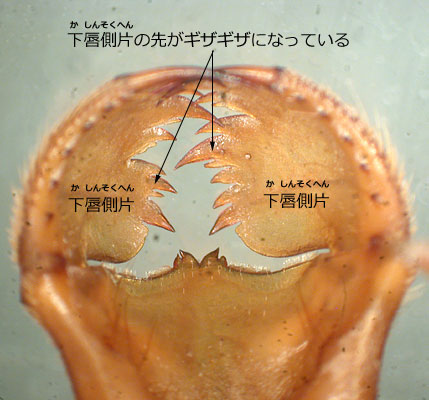 Ij}̂イꂢ悤イ