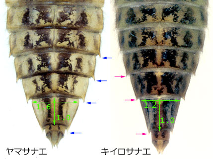 ヤマサナエのそっきょく