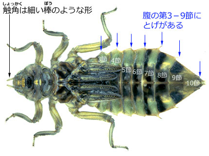 ウチワヤンマのそっきょくとしょっかく