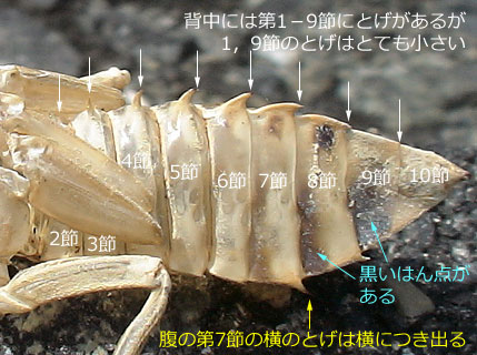 ウチワヤンマのはいきょくと背中のとげ