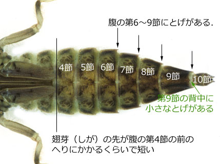 ナゴヤサナエのしが