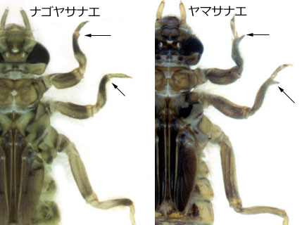 ミヤマサナエとミヤマサナエ