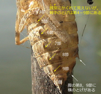 コフキトンボのそっきょくとはいきょく