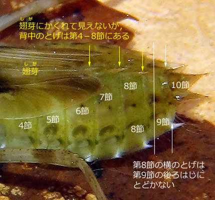 ミヤマアカネのそっきょくとはいきょく
