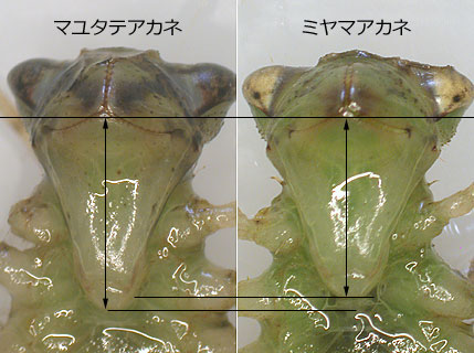ミヤマアカネのそっきょくとはいきょく