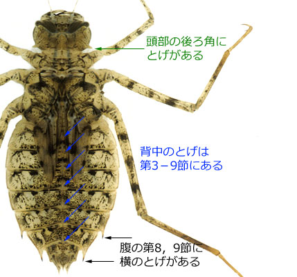 神戸のトンボ 兵庫県の幼虫ガイド オオヤマトンボ