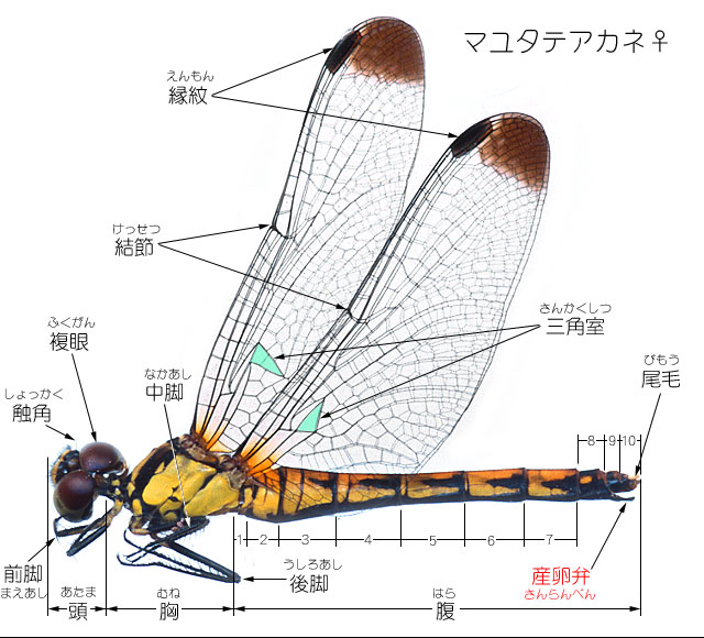 トンボ 体 の つくり