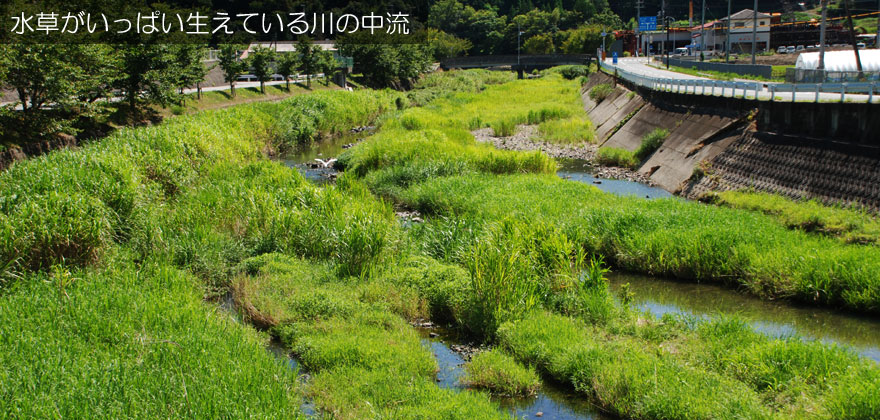 水草がいっぱい生えている川の中流