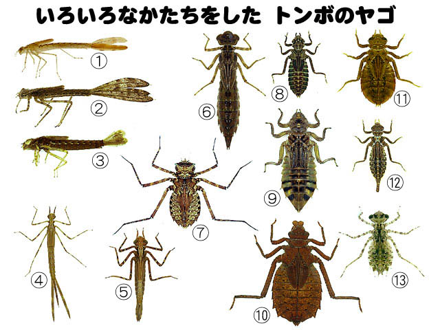 小学校高学年 中学生のページ ようちゅうのせいかつ