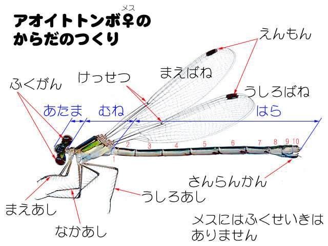 小学校高学年 中学生のページ トンボのからだのつくり