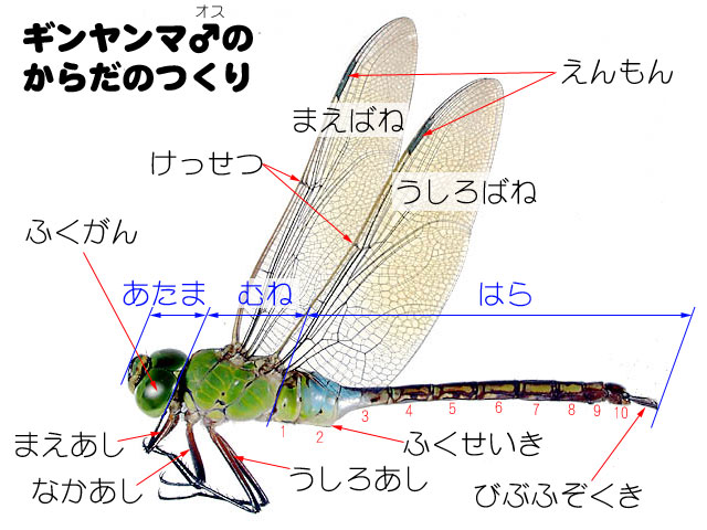 小学校高学年 中学生のページ トンボのからだのつくり