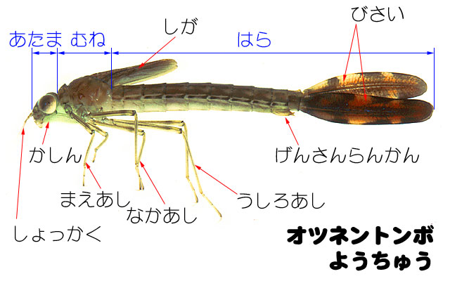 Iclg{̂悤イ