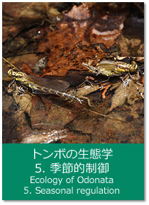 トンボの生態学 5.季節的制御 Ecology of Odonata : 5. Seasonal regulation