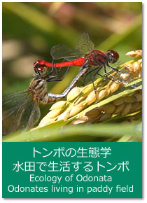 �g���{�̐��Ԋw ���m�O���t�F���c�ƃg���{ Ecology of Odonata : Odonates living in paddy field