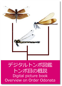 デジタルトンボ図鑑−トンボ目の概説 Digital picture book : Overview on Order Odonata