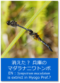 gsbNXFHɂ̃}_ijg{ Topics : Sympetrum maculatum is extinct in Hyogo Pref.?