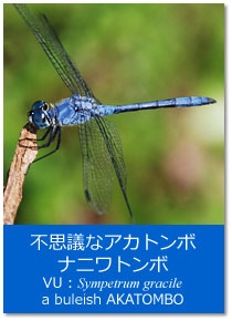 gsbNXFsvcȃAJg{ijg{ Topics : Sympetrum gracile, a blueish AKATOMBO