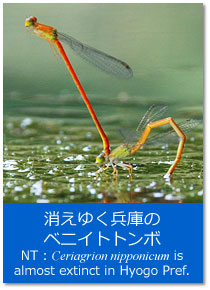 gsbNXF䂭ɂ̃xjCgg{ Topics : Ceriagrion nipponicum is almost extinct in Hyogo Pref.