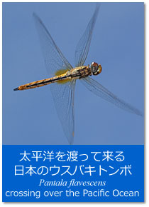 �g�s�b�N�X�F�����m��n���ė�����{�̃E�X�o�L�g���{ Pantala flavescens crossing over the Pacific Ocean