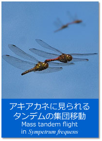 �g�s�b�N�X�F�A�L�A�J�l�Ɍ�����^���f���̏W�c�ړ� Mass tandem flight in Sympetrum frequens