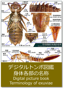 fW^g{}Ӂ|g̊e̖ Digital picture book : Terminology of exuviae