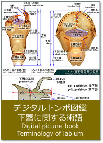 fW^g{} OɊւp Digital picture book : Terminology of labium