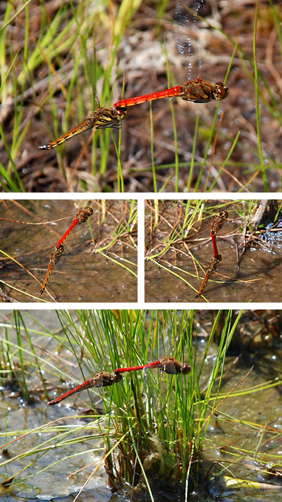 ファイル 106-5.jpg